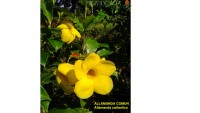 /album/fotogaleria/allamanda-comun-jpg1/